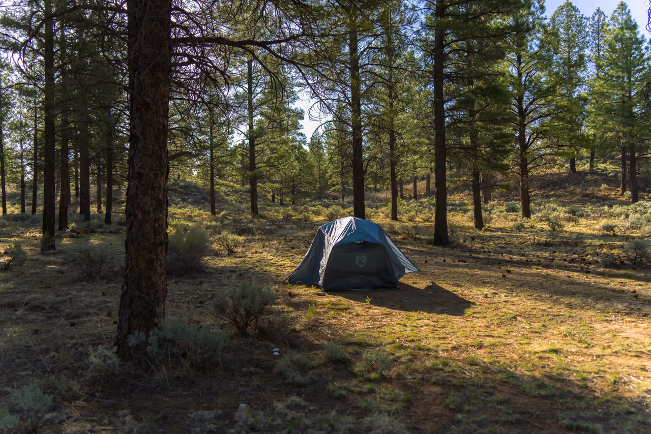 A tent among tall pines in an open forest