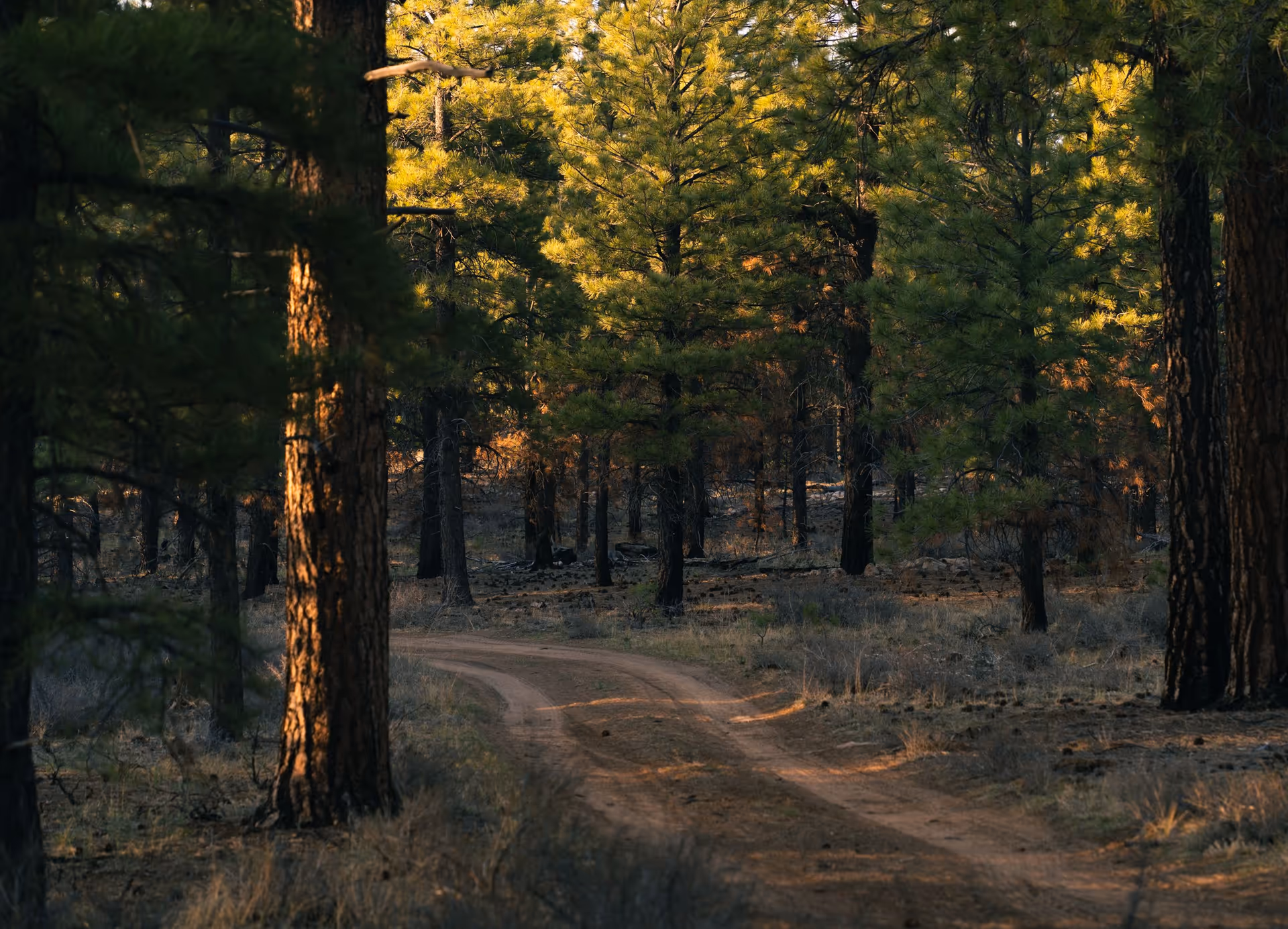 Un camino de tierra que serpentea por un bosque soleado de pinos ponderosa